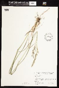 Panicum virgatum image