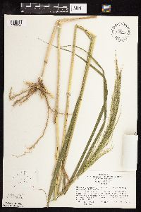 Panicum virgatum image