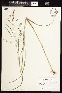 Panicum virgatum image