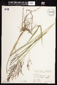 Media resource of Panicum virgatum