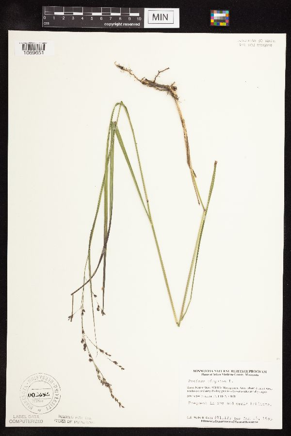 Panicum image