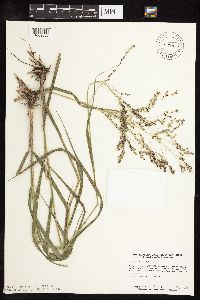 Panicum virgatum image