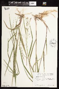 Panicum virgatum image