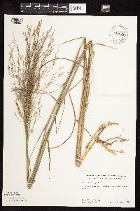 Panicum virgatum image