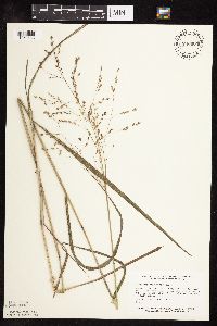 Panicum virgatum image