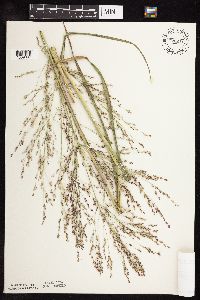 Panicum virgatum image