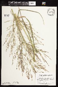 Panicum virgatum image