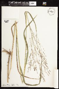 Panicum virgatum image