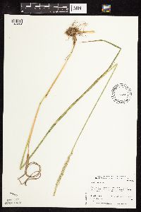 Pascopyrum smithii image