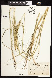 Pascopyrum smithii image