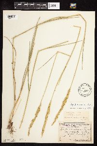 Pascopyrum smithii image