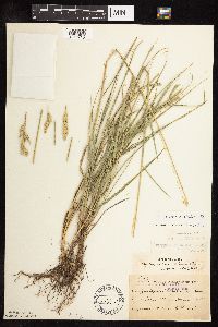 Pascopyrum smithii image