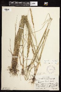 Pascopyrum smithii image