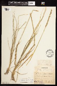 Pascopyrum smithii image