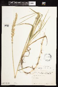Pascopyrum smithii image