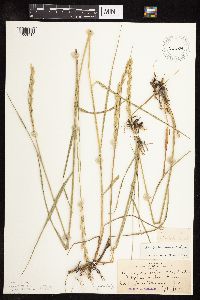 Pascopyrum smithii image