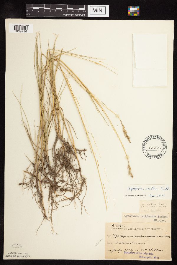 Pascopyrum smithii image