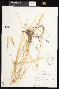 Pascopyrum smithii image