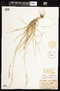 Pascopyrum smithii image