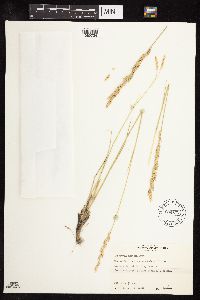 Pascopyrum smithii image