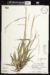 Paspalum setaceum image