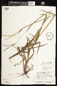 Paspalum setaceum image
