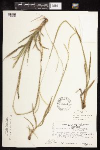 Paspalum setaceum image