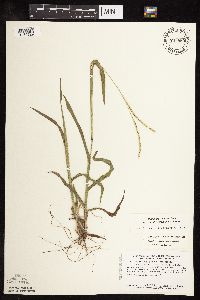 Paspalum setaceum image