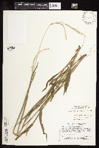 Paspalum setaceum image