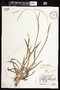 Paspalum setaceum image