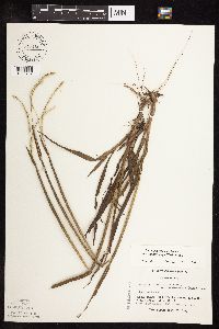 Paspalum setaceum image
