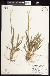 Paspalum setaceum image