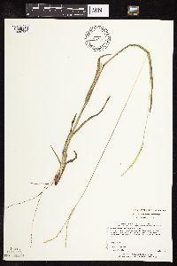 Paspalum setaceum image