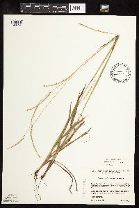 Paspalum setaceum image