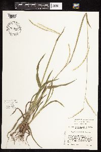 Paspalum setaceum image