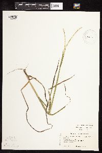 Paspalum setaceum image