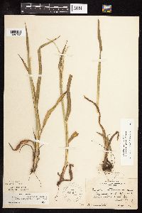 Paspalum setaceum image