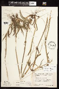 Paspalum setaceum image