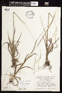 Paspalum setaceum image