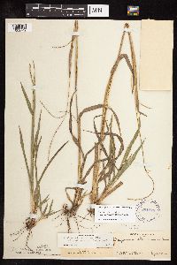 Paspalum setaceum image