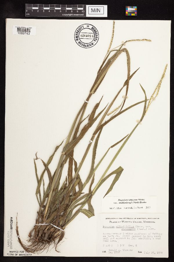 Paspalum setaceum image