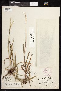 Paspalum setaceum image