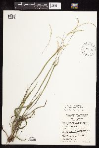 Paspalum setaceum image