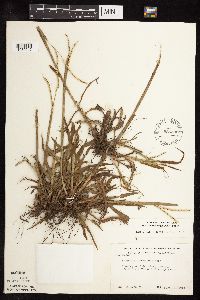 Paspalum setaceum image