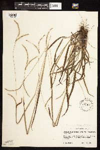 Paspalum setaceum image