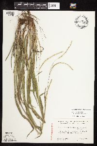 Paspalum setaceum image