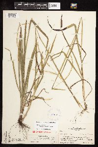 Paspalum setaceum image