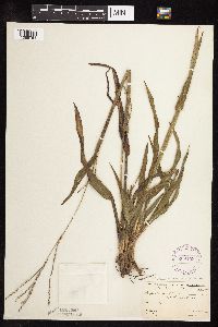 Paspalum setaceum image