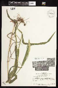Phalaris arundinacea image