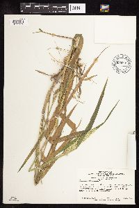 Phalaris arundinacea image